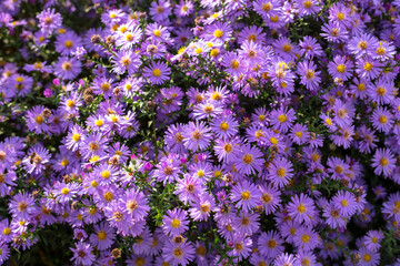 Purple flowers in nature as a background.