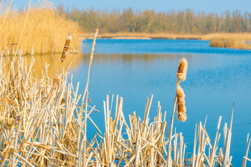 Reed along the edge of a lake in wetland in bright blue sunlight in spring, Almere, Flevoland, The Netherlands, March 24, 2021