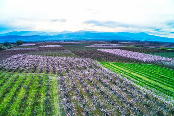 Naklejka na ściany i meble Orchard of peach trees bloomed in spring.Aerial shot with drone