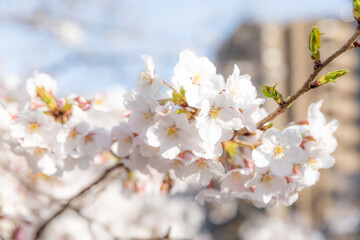Fototapeta premium Sakura Cherry Blossom