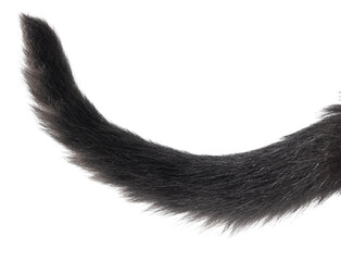 Black cat tail isolated on white