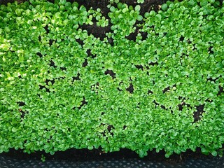 Hochbeet mit jungem Feldsalat aus der Vogelperspektive