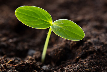 A small sprout of a cucumber in the ground in spring.