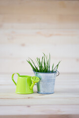 Green watering can and metal bucket with sprouted grass on isolated wooden background