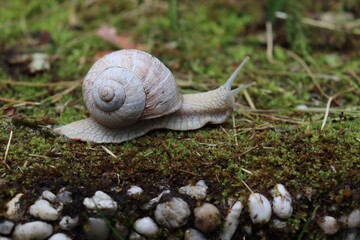 big white snail on green moss