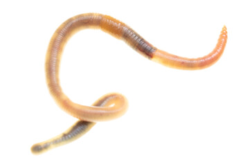 Earthworm on a white background.