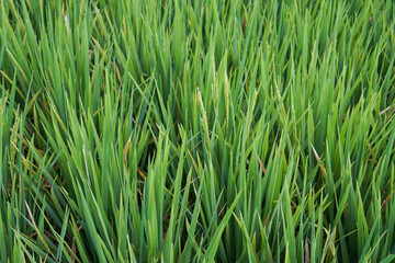 rice plants that are still young and fresh