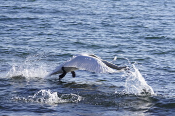 Fototapeta premium Schwan während dem landen starten auf einem See im Sonnenlicht