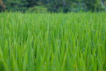 Morning dew on the rice plant