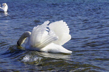 Stolzer Schwan im Sonnenlicht