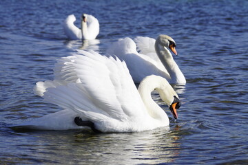 Stolzer Schwan im Sonnenlicht