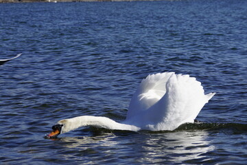 Stolzer Schwan im Sonnenlicht