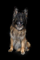 german shepherd in studio