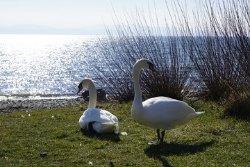 Stolzer Schwan im Sonnenlicht