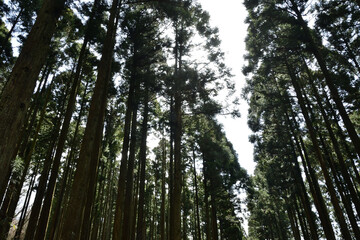 Obraz premium 鬱蒼とした杉の森