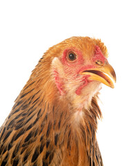 young brahma chicken