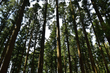 鬱蒼とした杉の森