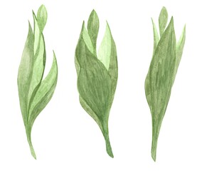 Three tulip sprouts with closed buds watercolor illustrations