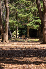 代々木公園　ベンチ