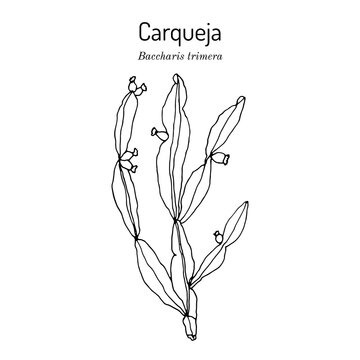 Carqueja, Baccharis trimera, medicinal plant
