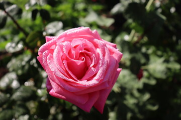 closeup of pink rose with dewdrops