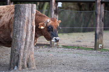 Closeup Portrait of Big Brown Cow inside a Fence near a Trunk