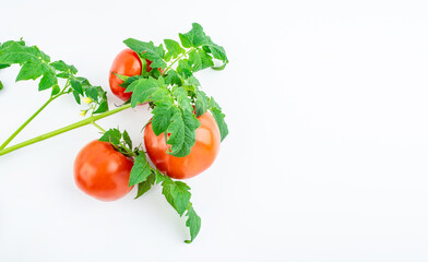 Freshly picked tomatoes on white background