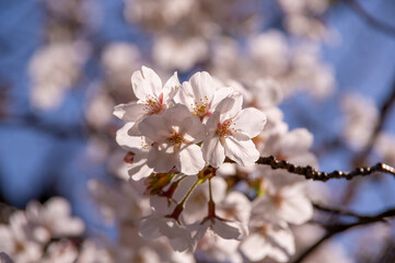 桜　ソメイヨシノ