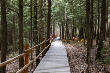 Point de vue d'un chemin dans la forêt une journée d'automne durant la première neige de la...