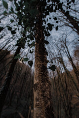 Fototapeta premium tree in the forest