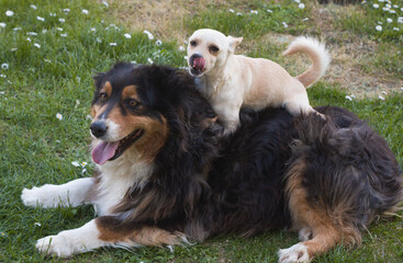 Portrait of funny dogs playing in the garden with daisies flowers
