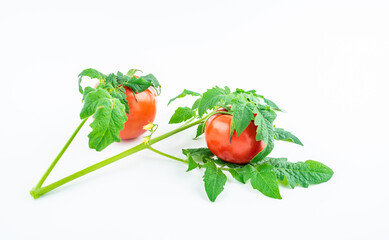 Freshly picked tomatoes on white background