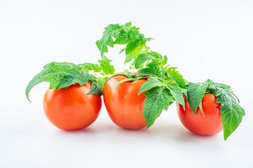 Freshly picked tomatoes on white background