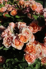 Pink rose bush in bloom
