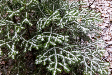 Branches de sapin sous la première neige 