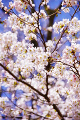 桜　ソメイヨシノ