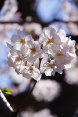 桜　ソメイヨシノ