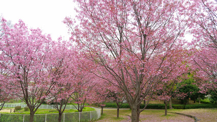 とてもかわいいヨウコウザクラ
