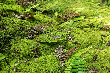 Real green moss and grass at south