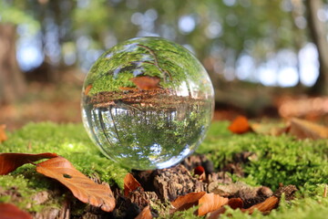 lens ball in the forest in autumn with focus in ball