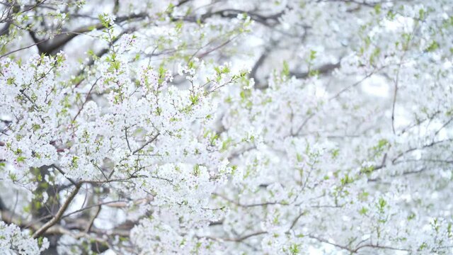 桜の花　イメージ