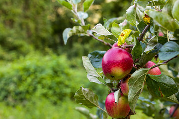 Biological apples hanging on the branch