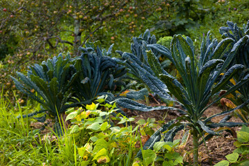Black cabbage plants in the home garden