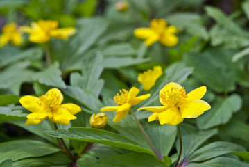 Yellow Wood Anemone (Anemonoides ranunculoides) in forest, Central Russia