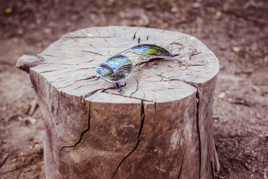 Sunglasses on a tree stump 