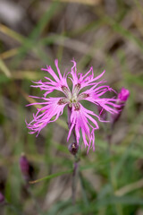 Large Pink (Dianthus superbu) in Barents Sea coastal area, Russia