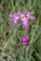 Large Pink (Dianthus superbu) in Barents Sea coastal area, Russia