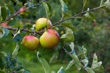 Biological apples hanging on the branch