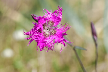 Large Pink (Dianthus superbu) in Barents Sea coastal area, Russia