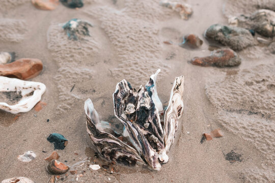 Oyster Shell 